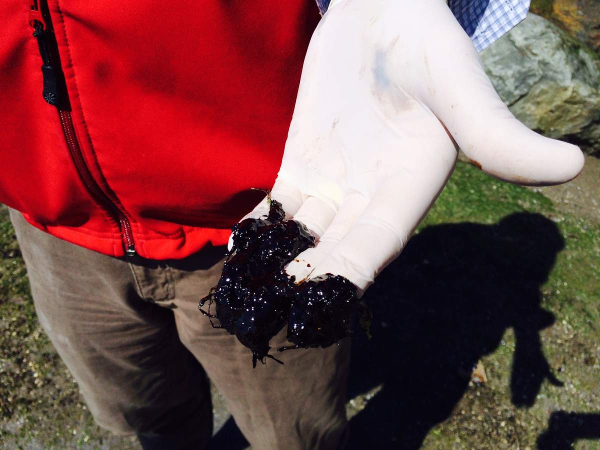 Bunker fuel that washed up on Vancouver's shores following the 2015 spill.