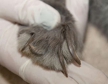 50 rabbits seized by animal cruelty investigators in Nanaimo - image
