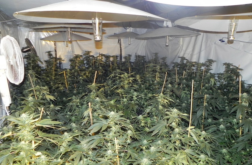 Lac du Bonnet RCMP seized around 500 marijuana plants after executing a search warrant on a rural property in RM of Reynolds.  
