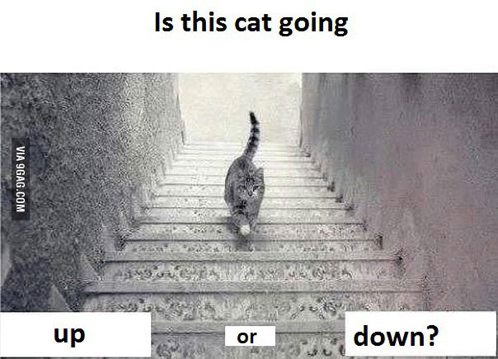 Is this cat going #UpOrDown a flight of stairs?