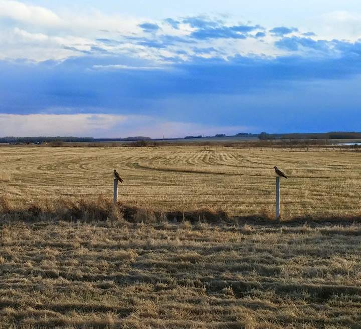 May 22: Sharleen Nicholas-Scott took this Your Saskatchewan photo north of Blaine Lake.