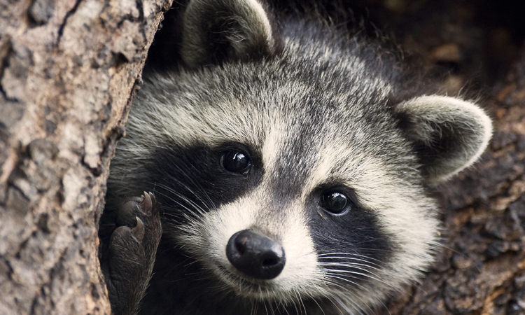 Raccoon (Procyon lotor) in its den in a hollow Silver Maple tree in the Scarborough Bluffs, Toronto.