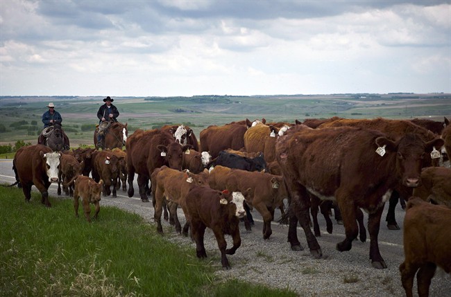 The Conservative government says it will move ahead with retaliatory trade measures against the United States in light of a decisive World Trade Organization ruling against American meat labelling.