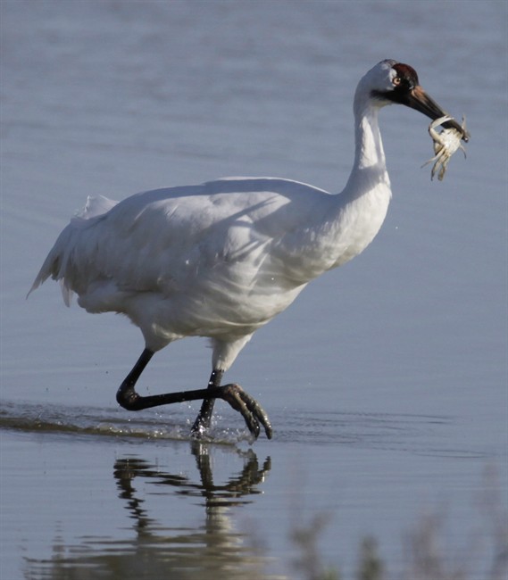 Whooping crane