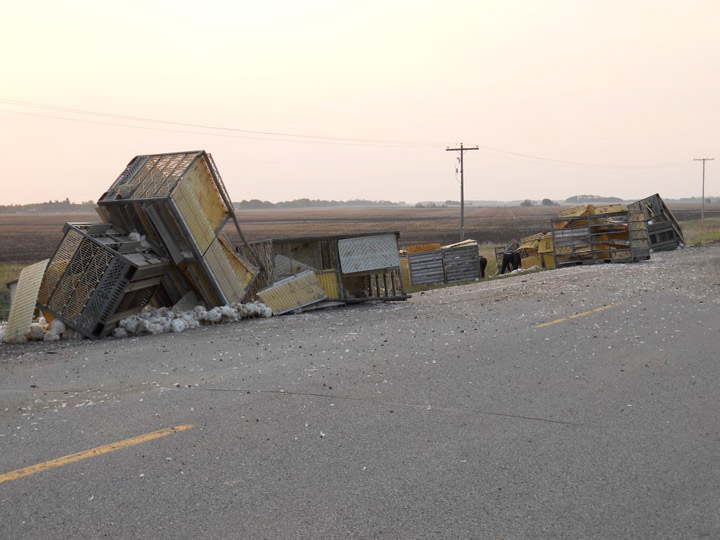 Saskatchewan RCMP say live chickens spilt out of a semi travelling on Highway 5 early Tuesday morning.