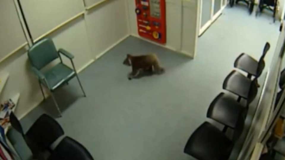 Koala in hospital