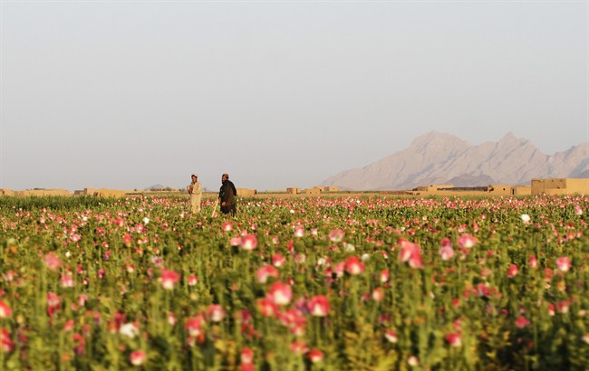 Opium poppies