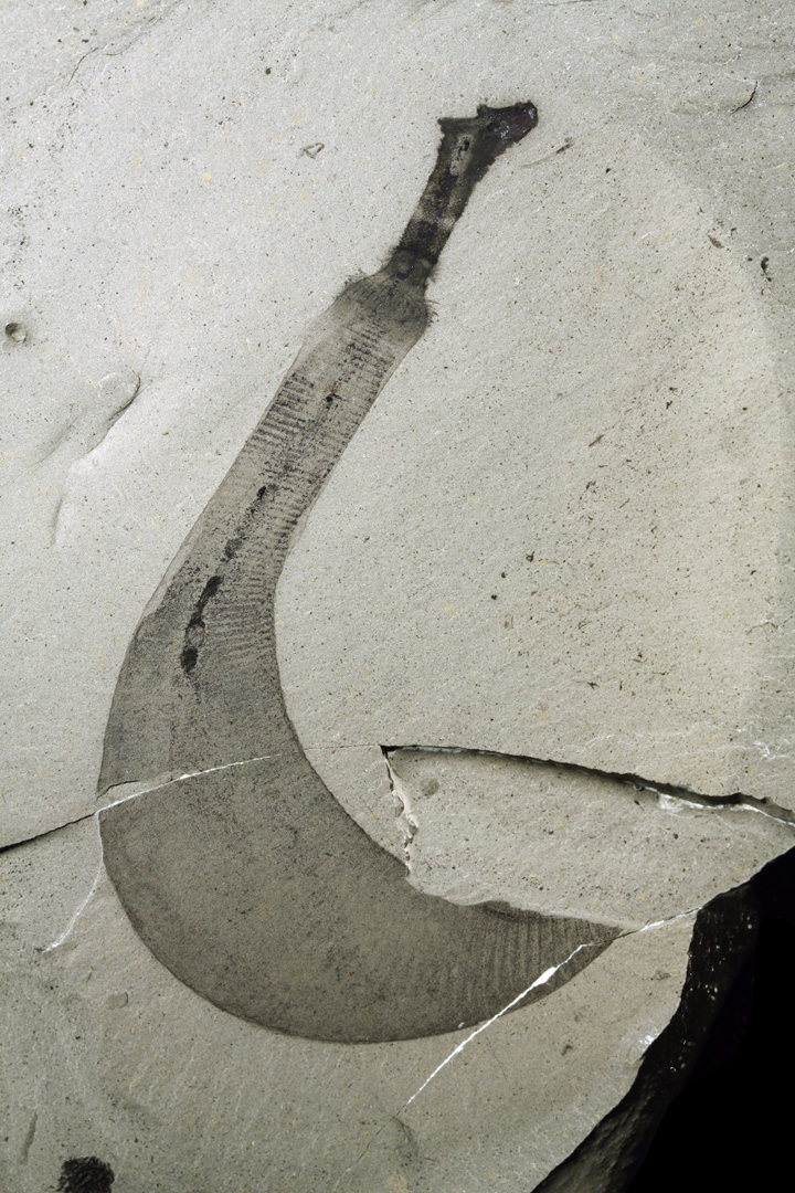Fossilized Ottoia worm