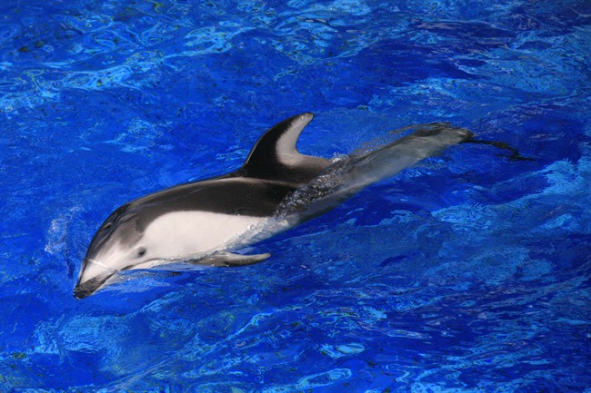 Protesters call for ban on cetacean captivity days ahead of pivotal vote - image