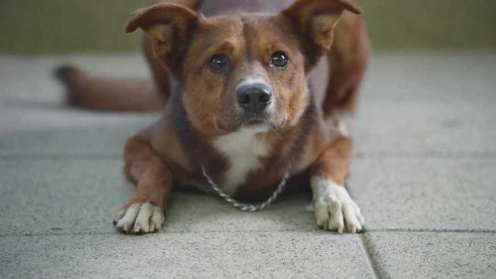 The Montreal SPCA is hoping pet owners will take note and take care of their pets responsibly.