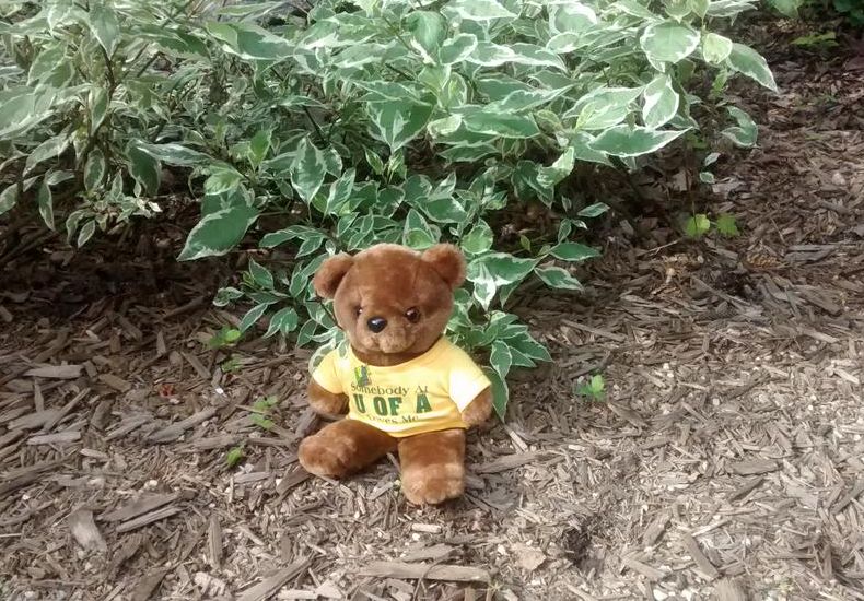 The University of Alberta B Com Twitter accounts jokes about possible bear sighting in Edmonton, June 25, 2015.