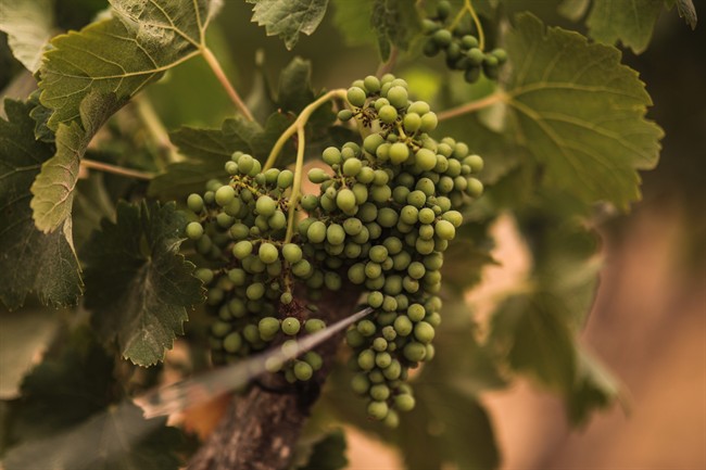  Children under age 5 could choke on grapes and similarly-shaped foods, and parents should cut them in half or quarters to reduce the risk, Scottish doctors say.