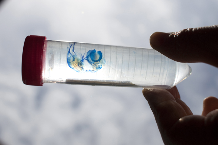 Hans Larsson holds a modified chicken embryo in 2009.