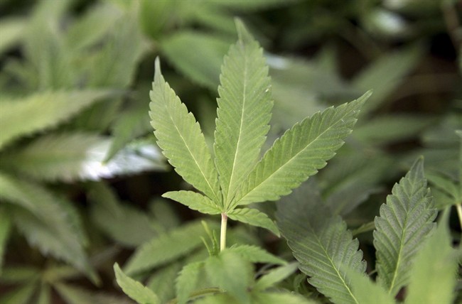 Another busy meeting on pot shop regulations expected tonight - image