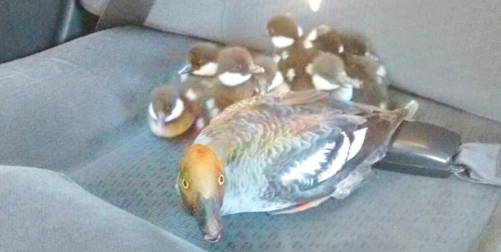 Ducks