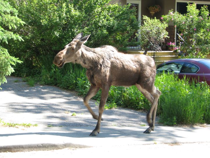 Moose Calgary Highwood