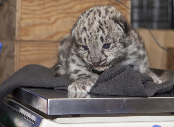 snow leopard cub Assiniboine Park Zoo Winnipeg