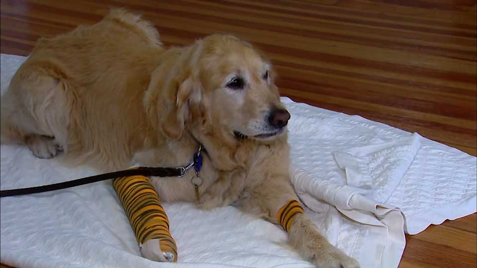 Service dog jumps in front of bus to protect visually impaired owner