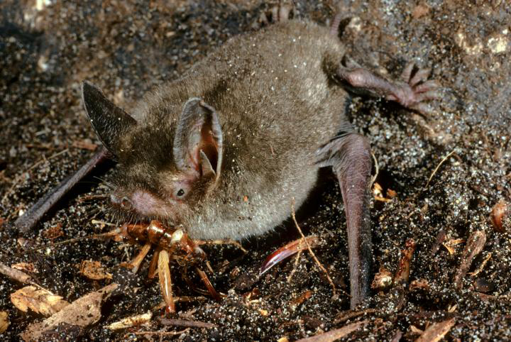 Mystacina tuberculata foraging on South Island, New Zealand. This bat is related to the newly discovered Mystacina miocenalis.