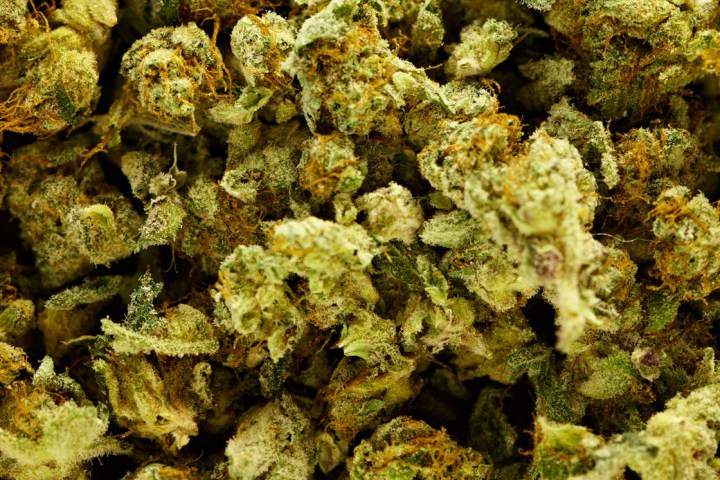 Saskatoon's Prairie Plant Systems Inc. will provide marijuana for a clinical trial. Studying whether the plant is an effective treatment for pain associated with osteoarthritis. 
