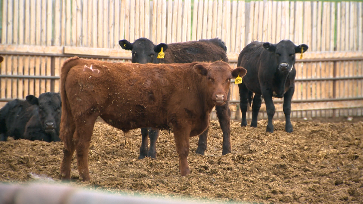 Medicating meat: What’s Canada’s plan for animal antibiotics? - image