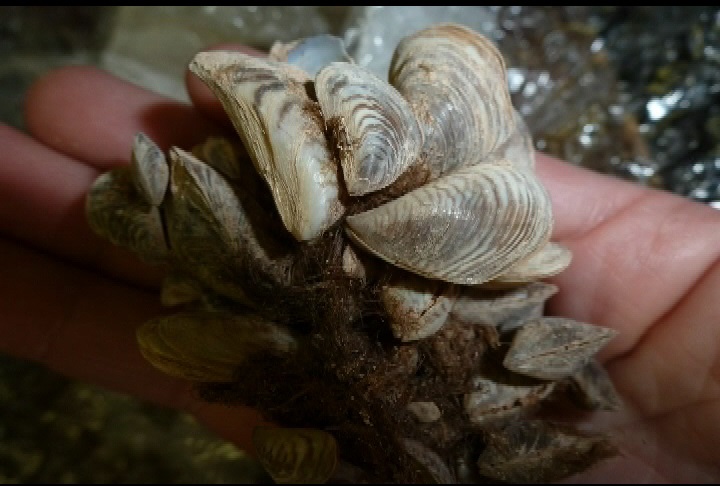 Water Board wants permanent inspection stations for invasive mussels - image