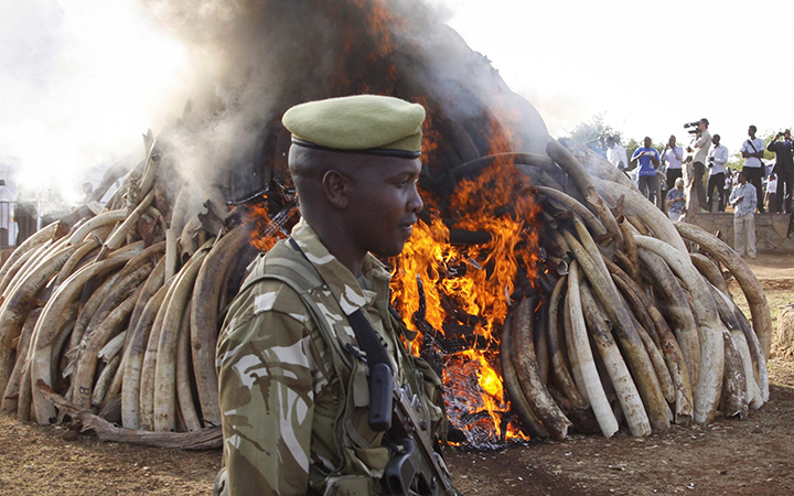 A ranger from the Kenya Wildlife Service walks past 15 tons of elephant tusks which were set on fire, during an anti-poaching ceremony at Nairobi National Park in Nairobi, Kenya Tuesday, March 3, 2015. 