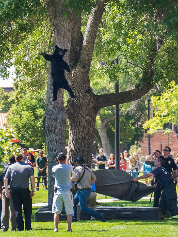 This image posted on the University of Colorado Boulder’s Facebook page shows the bear falling from the tree after it was tranquilized.