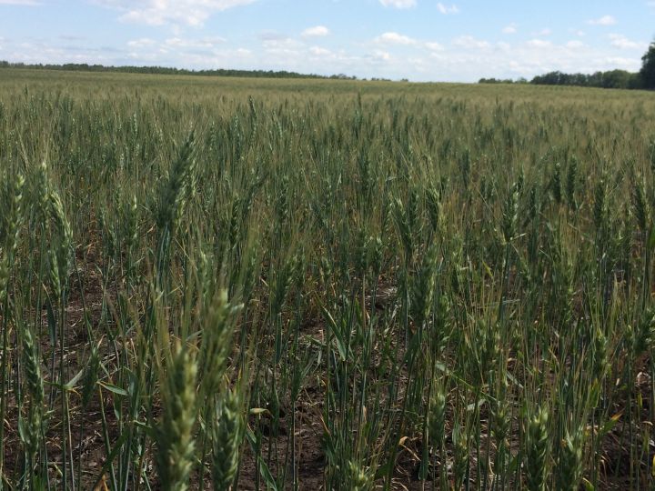 A dry farmers field in Leduc County Tuesday, July 21, 2015.