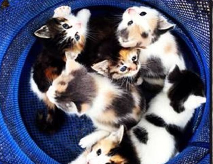 Kittens