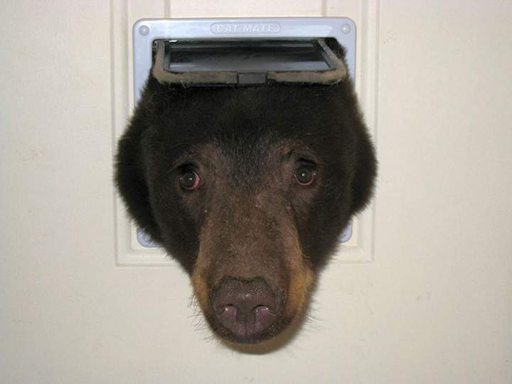 Doug Harder has an apparent bear problem. 
