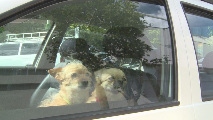 It only takes minutes for a dog to develop symptoms of heat stroke after being left in a hot car. 