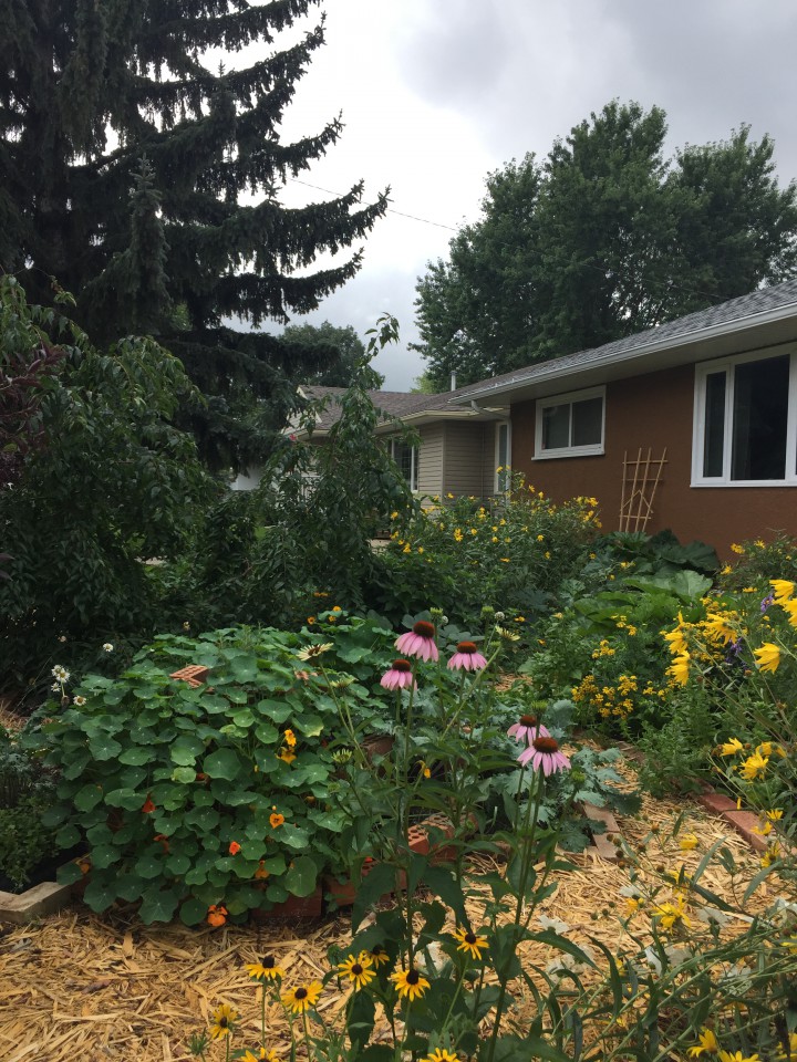 Reinventing the traditional front yard lawn - image