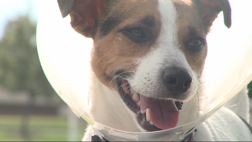 A man suspected of raising dogs for sale has been charged with defrauding numerous vet hospitals.