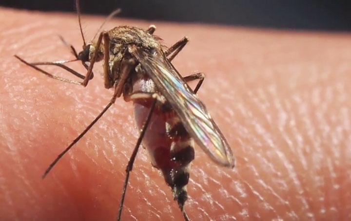 Having a hard time avoiding mosquitoes? There may be a reason why - image