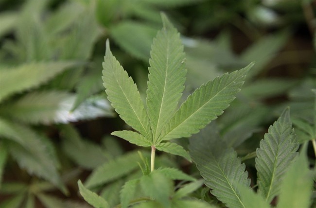 Tweed Marijuana, the largest licenced producer of marijuana in Canada, reported a net profit in the latest quarter.