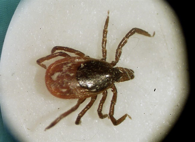 The best way to prevent Lyme disease is to avoid getting bitten by ticks.