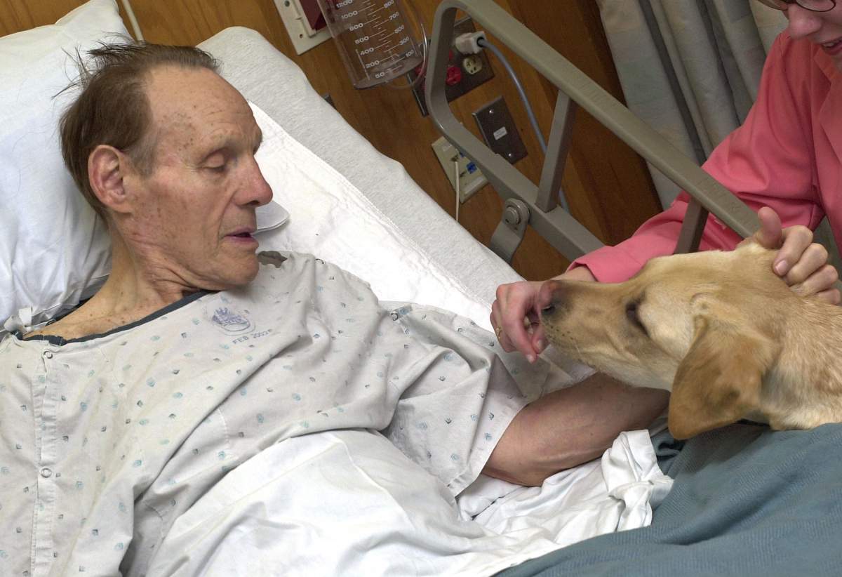 pet therapy