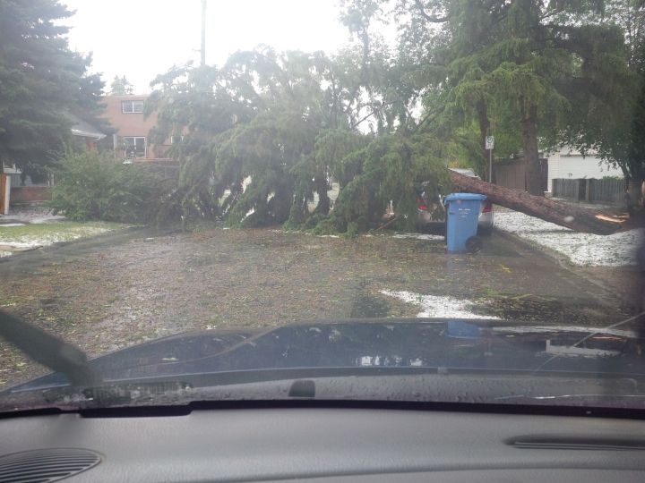 Tree down