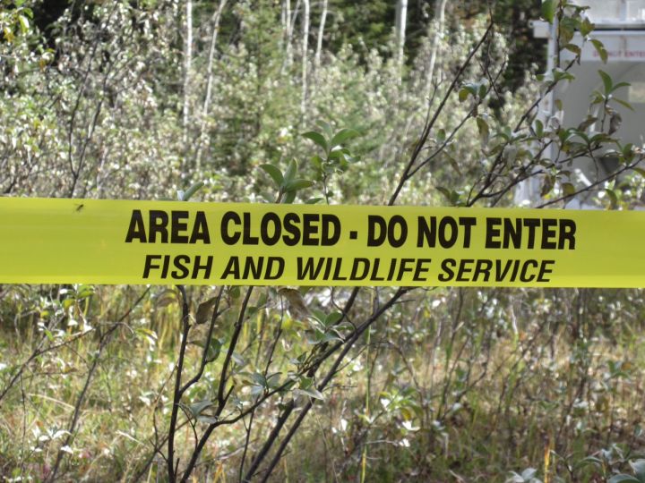 Bear sightings Alberta