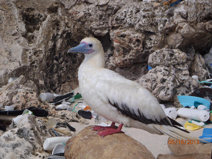 A red-footed booby sits among plastic pollution on Christmas Island.