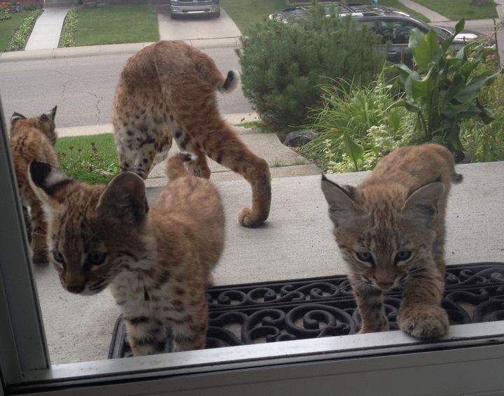 Bobcat Calgary August 2015