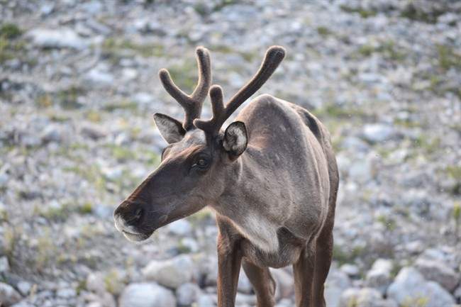 File photo of a Woodland caribou. A draft agreement has been reached between B.C., Ottawa and two First Nations to protect the province's dwindling caribous population.