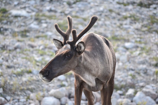 A Woodland caribou is shown in a British Columbia government handout photo.