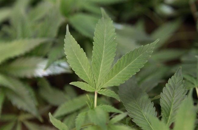 Winnipeg police made a move on a home in River Heights Wednesday evening where they found a marijuana grow operation. 