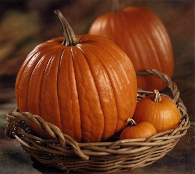 Pumpkins of all sizes are everywhere at this time of year. When looking for real pumpkins to cook and eat, buy 'pie pumpkins', also called 'sugar' or 'sweet pumpkins', which are smaller, sweeter, and have a nicer texture than carving pumpkins.
