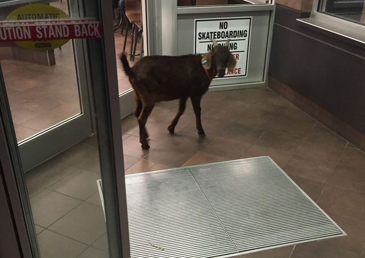 Saskatchewan RCMP released this photo of a goat found at a Tim Hortons in Martensville.