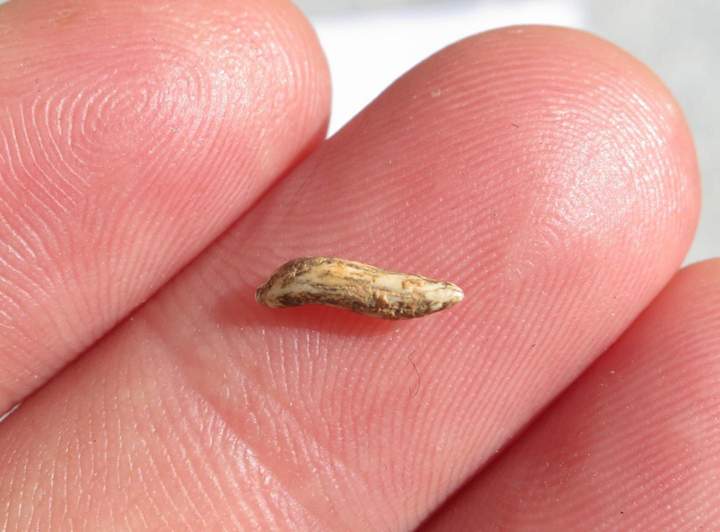 Osteoderm (skin bone) of the giant monitor lizard from Colosseum Chamber at the Capricorn Caves.