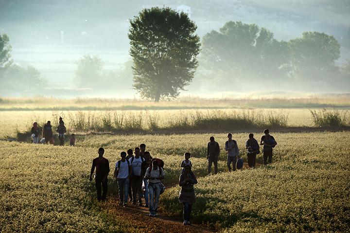 Migrants walk through a field to cross the border from Greece to Macedonia near the Greek village of Idomeni on August 29, 2015.
