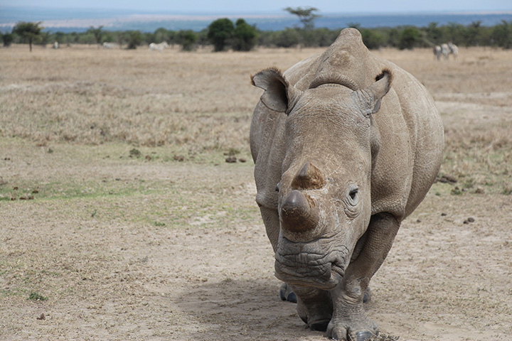 A game park director says a rhino crushed a tour guide to death at a private nature reserve in Zimbabwe.